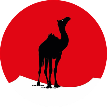 Black Camel Pictures