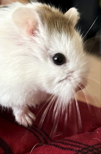 To Speedy With Love poster