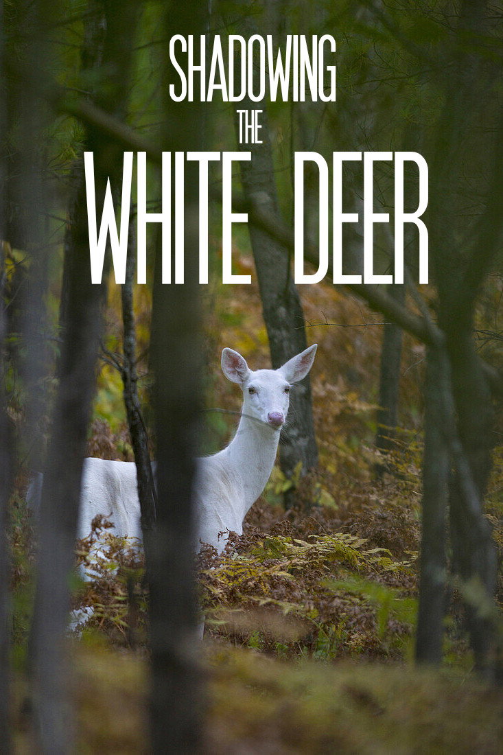 Shadowing The White Deer (2026) poster