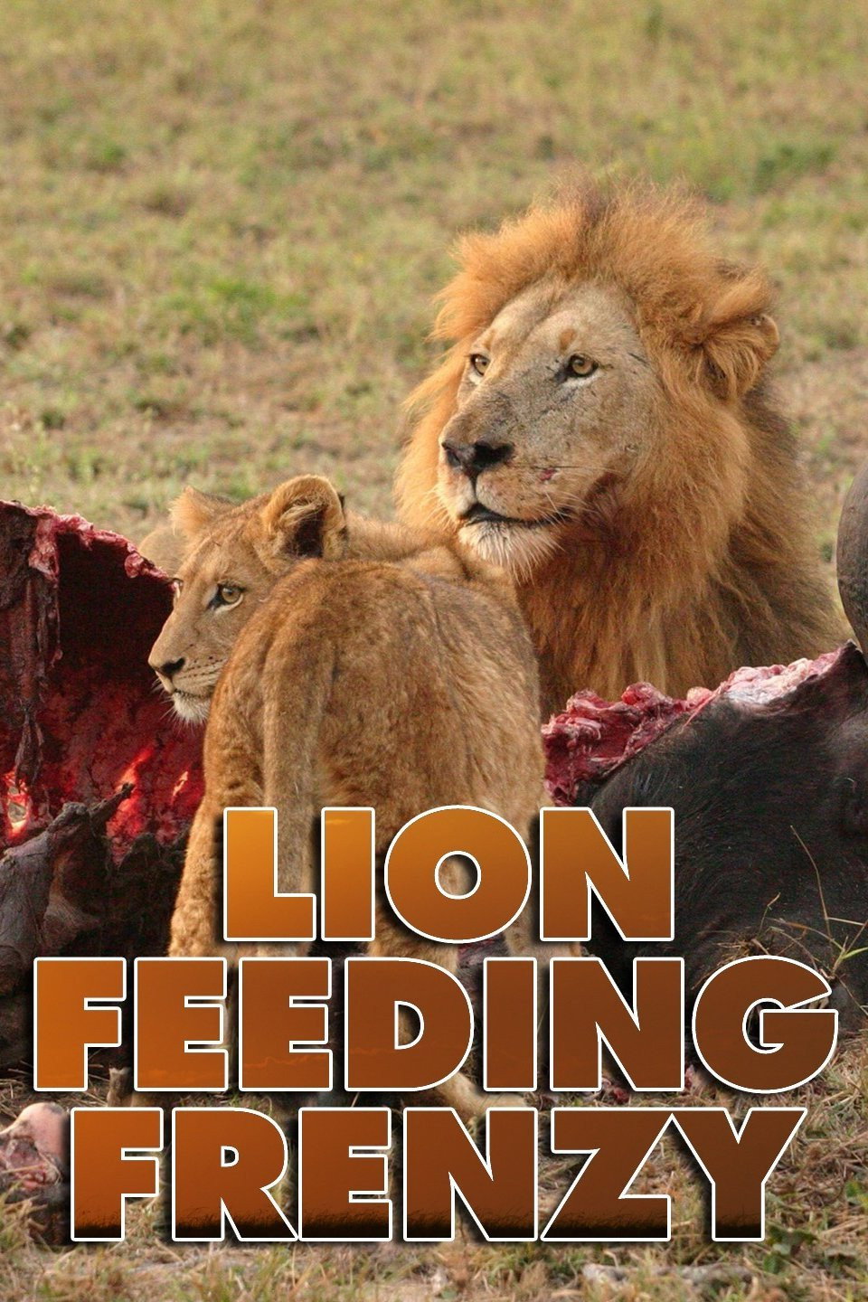 Lion Feeding Frenzy (2026) poster