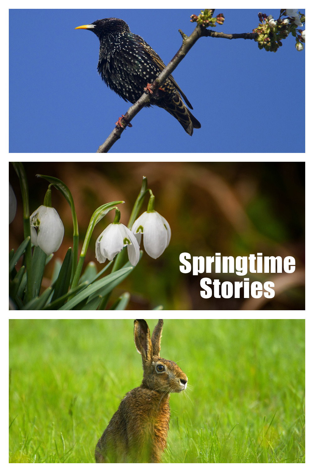 Springtime Stories (2015) poster