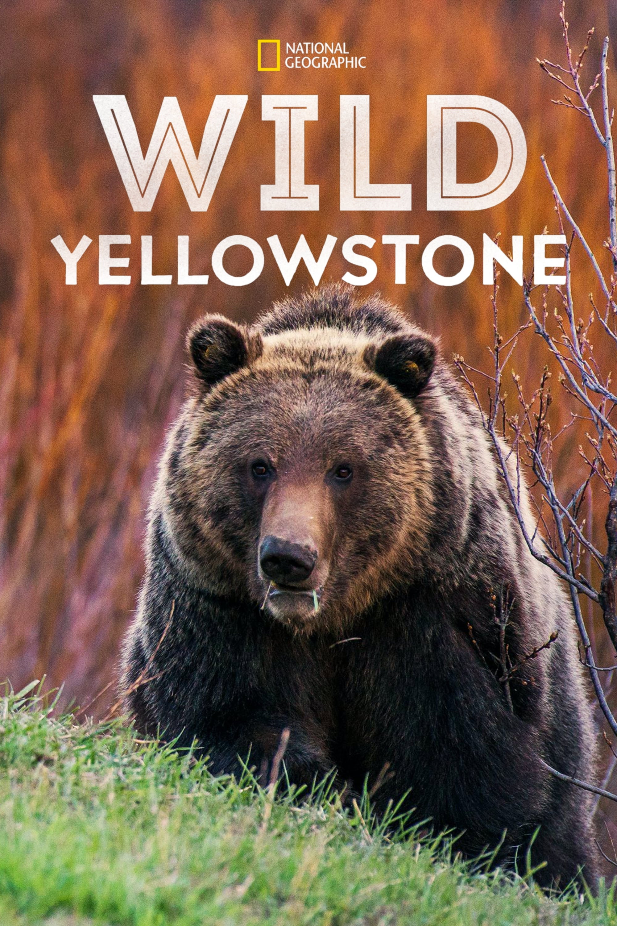 Wild Yellowstone (2015) poster