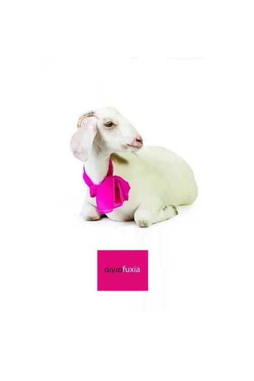 Aigia Fuxia (2008) poster
