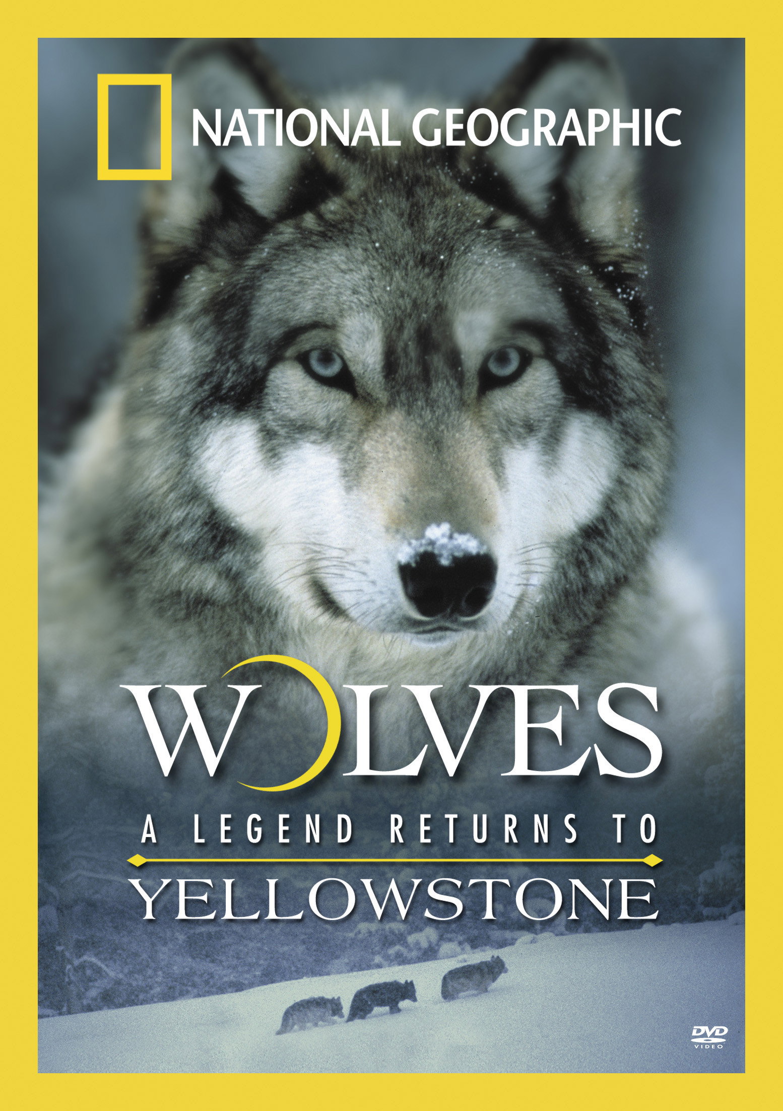 Wolves: A Legend Returns to Yellowstone (2000) poster