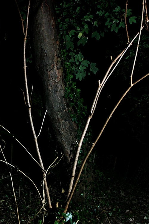 Cyclothymia of a Land (2026) poster