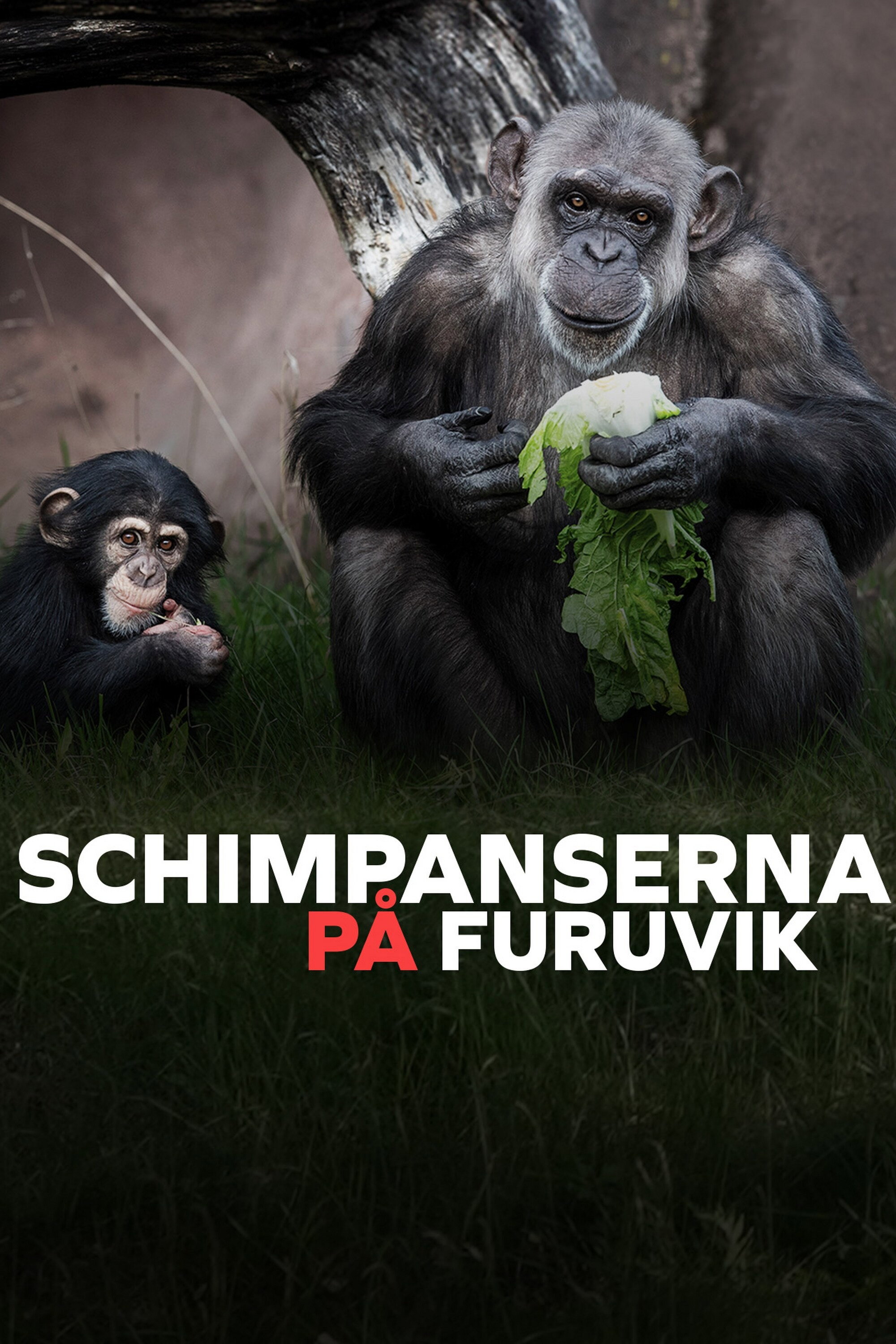 Schimpanserna på Furuvik (2023) poster