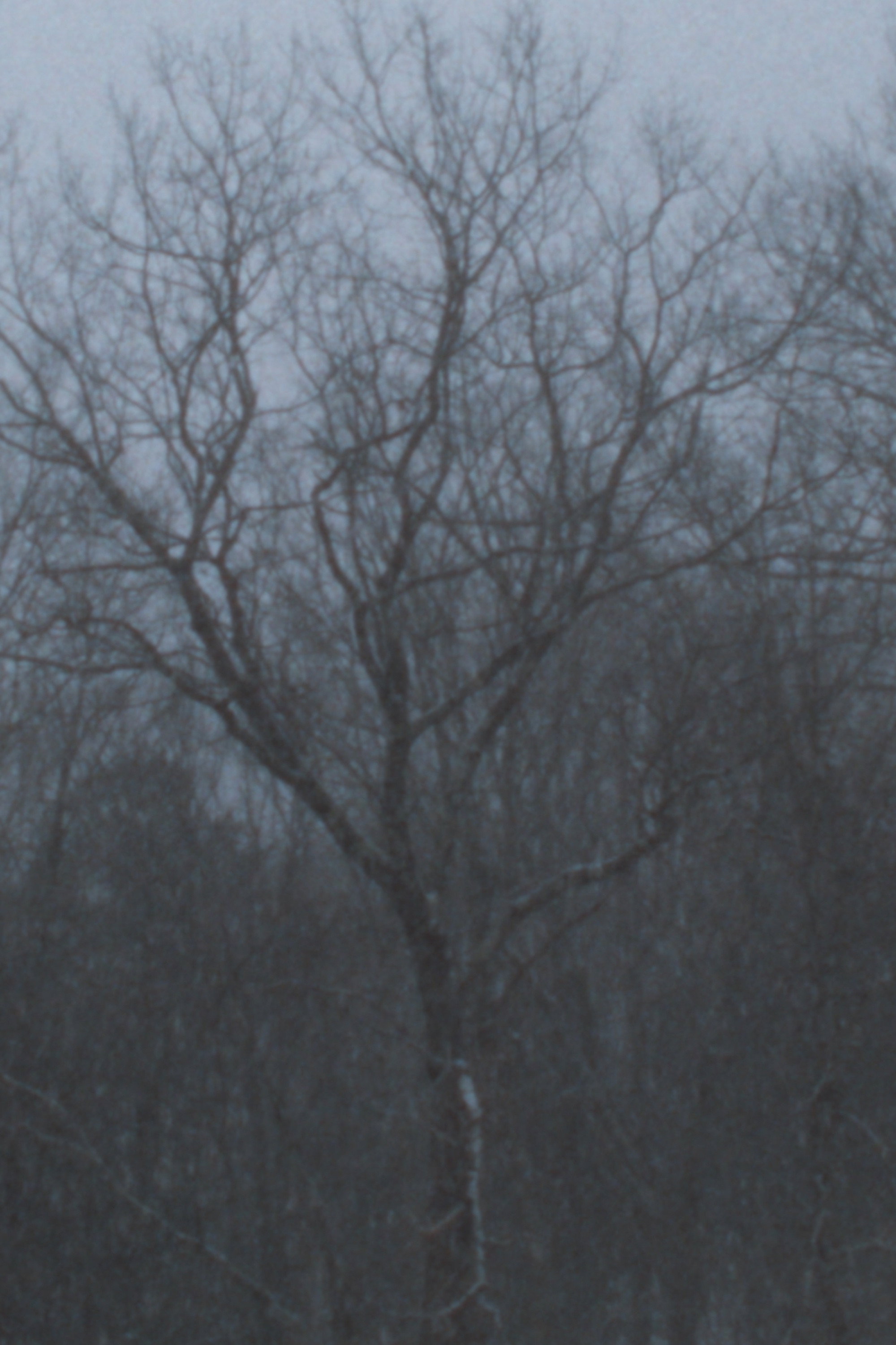 Snowfall (2022) poster
