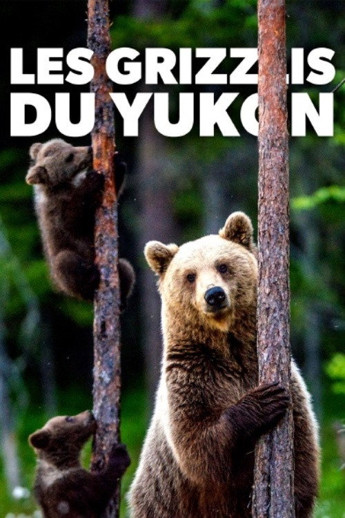Les grizzlis du Yukon (2021) poster