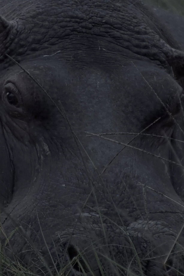 Hippos in Gravitas (2026) poster