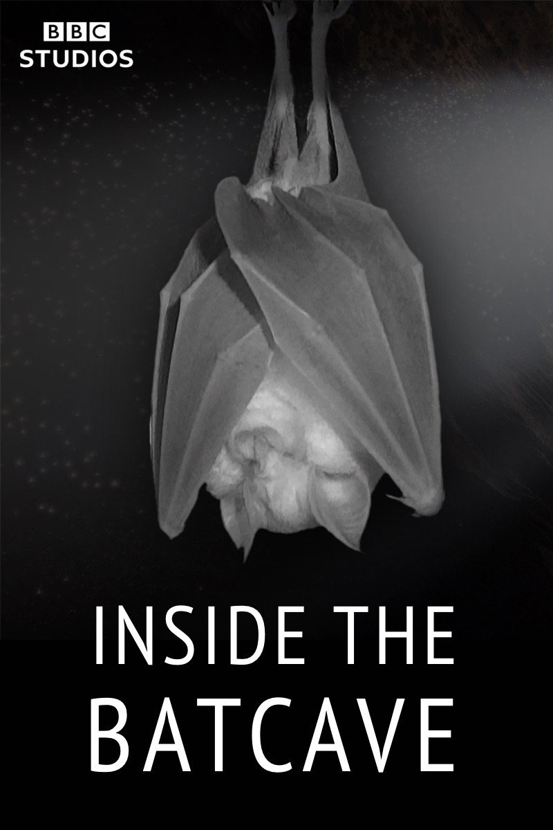Inside the Bat Cave (2020) poster