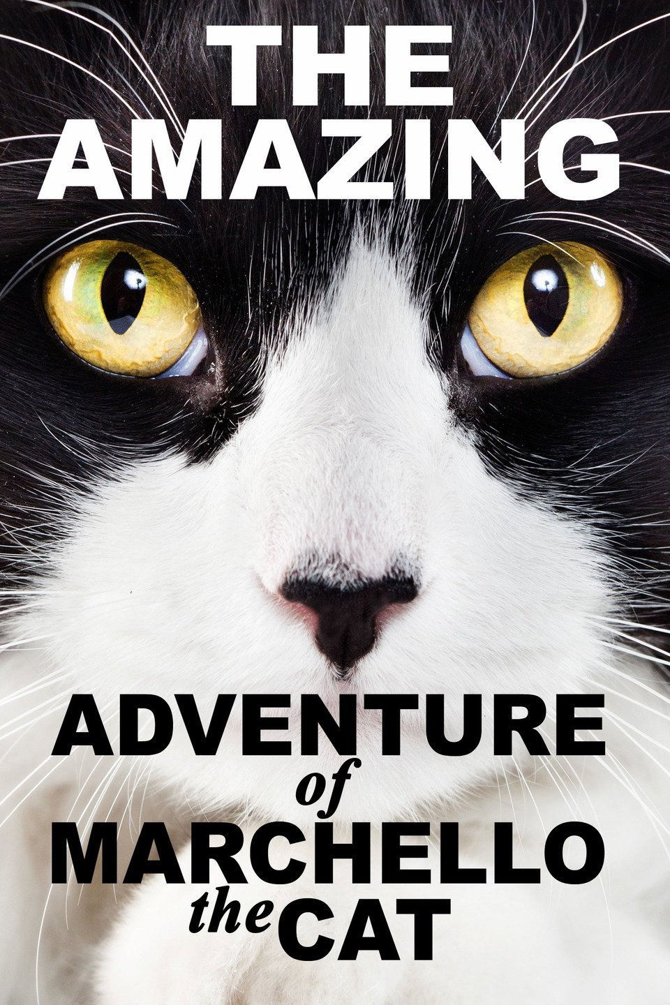 A Cat's Tale (2008) poster