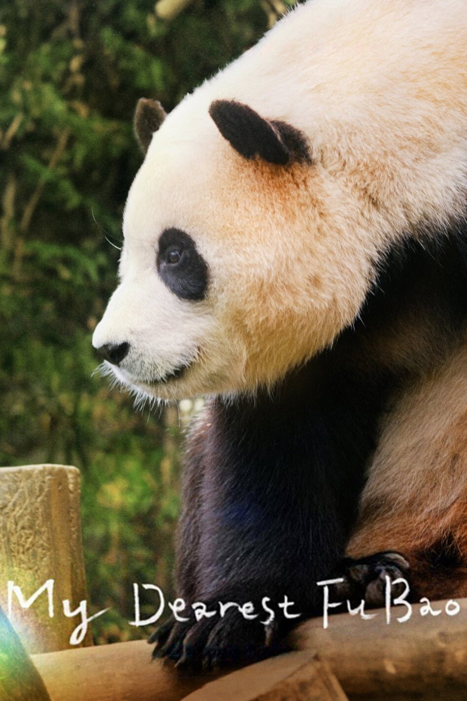 My Dearest Fu Bao (2024) poster