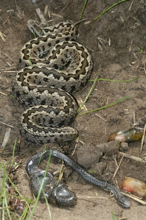 Vipera Life – A serpent’s life (2014) poster