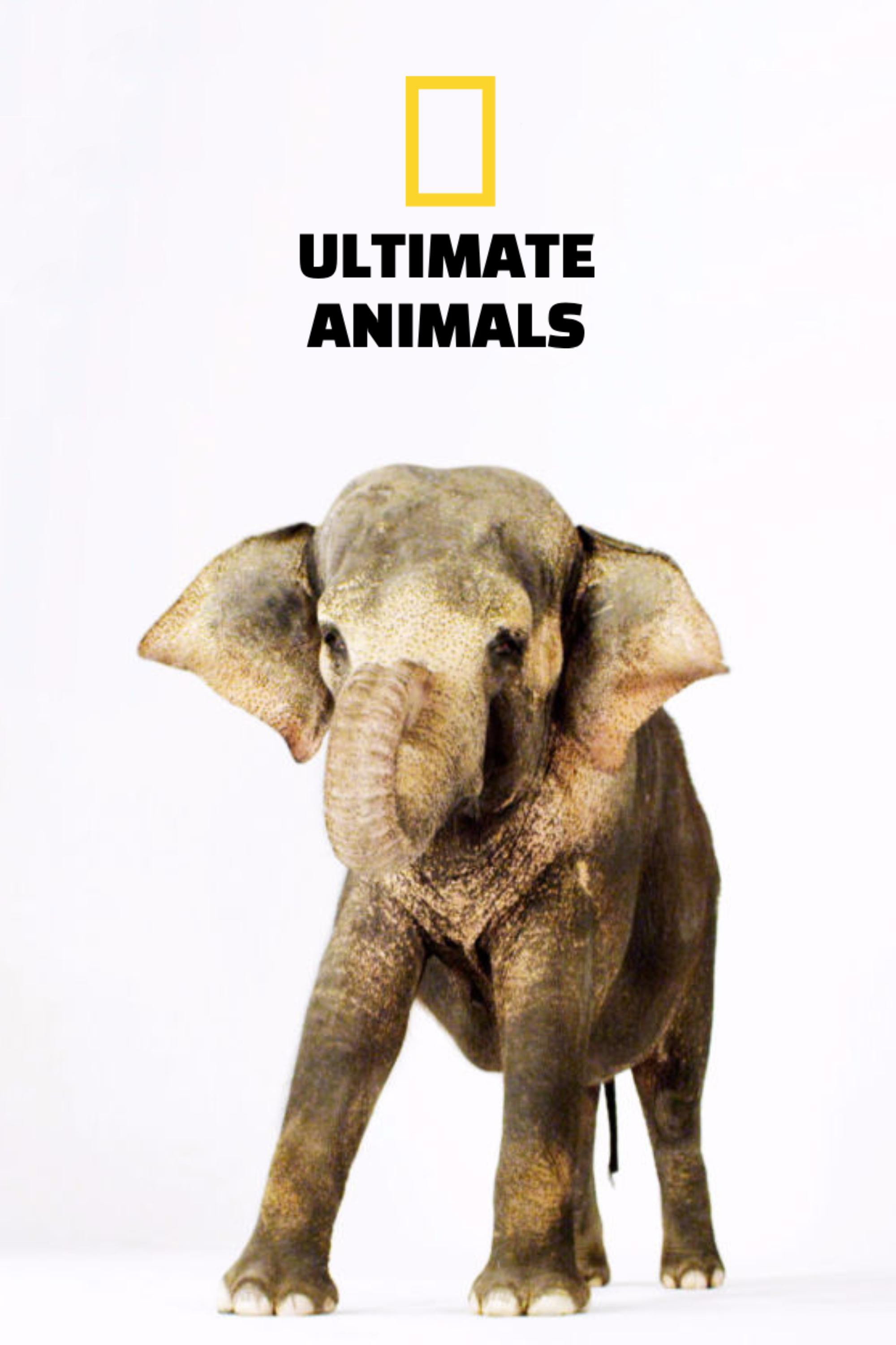 Ultimate Animals (2015) poster