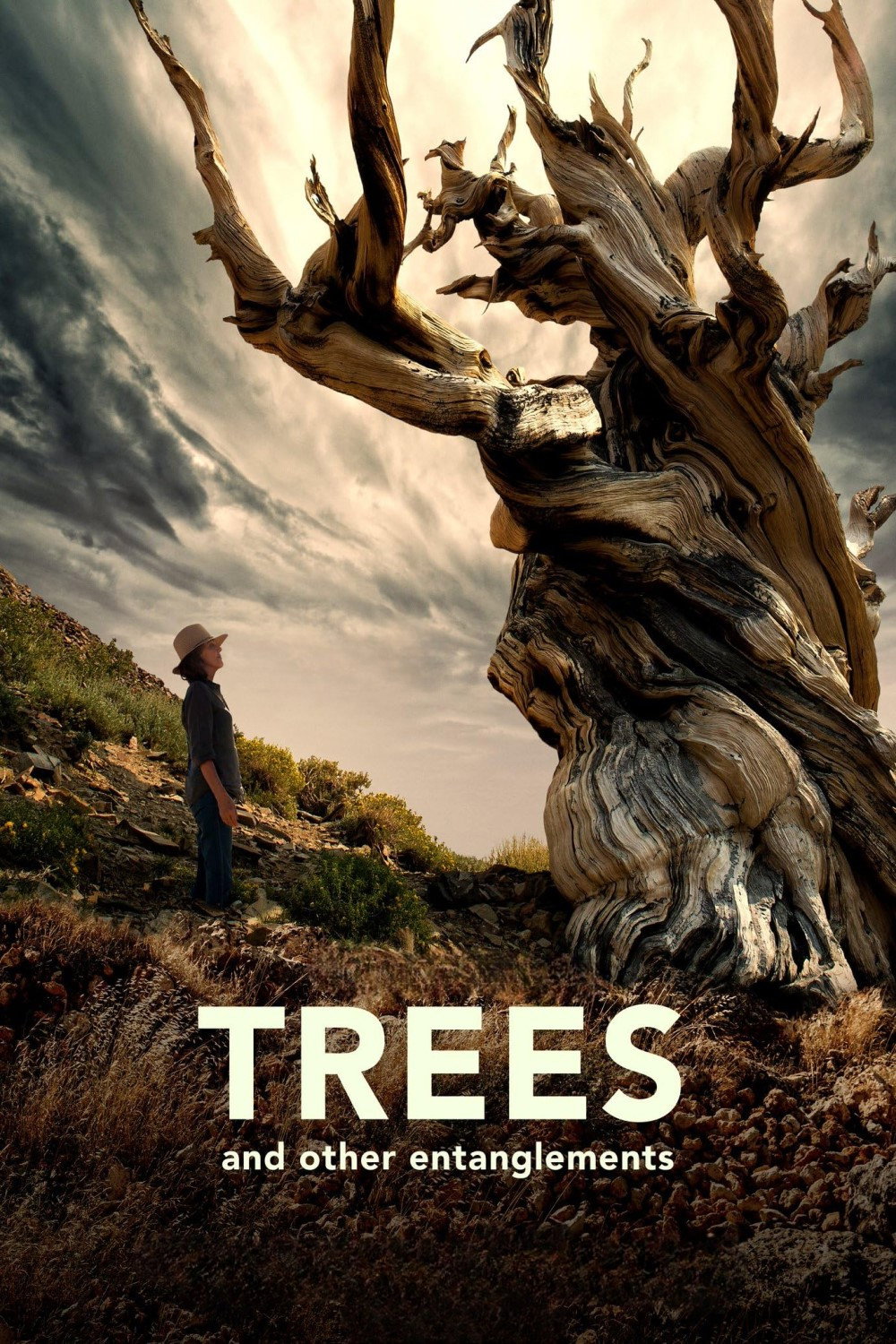 Trees and Other Entanglements (2023) poster