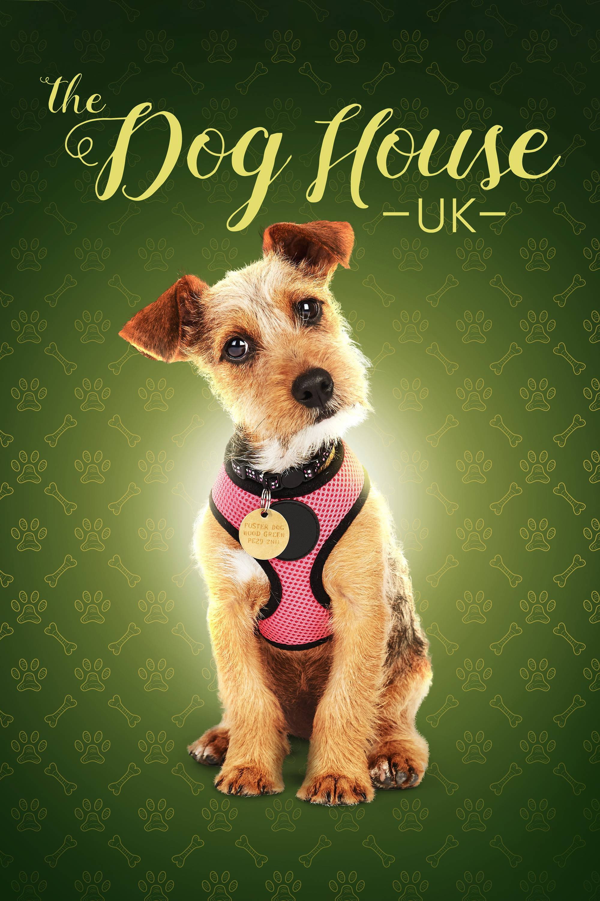 The Dog House (2019) poster