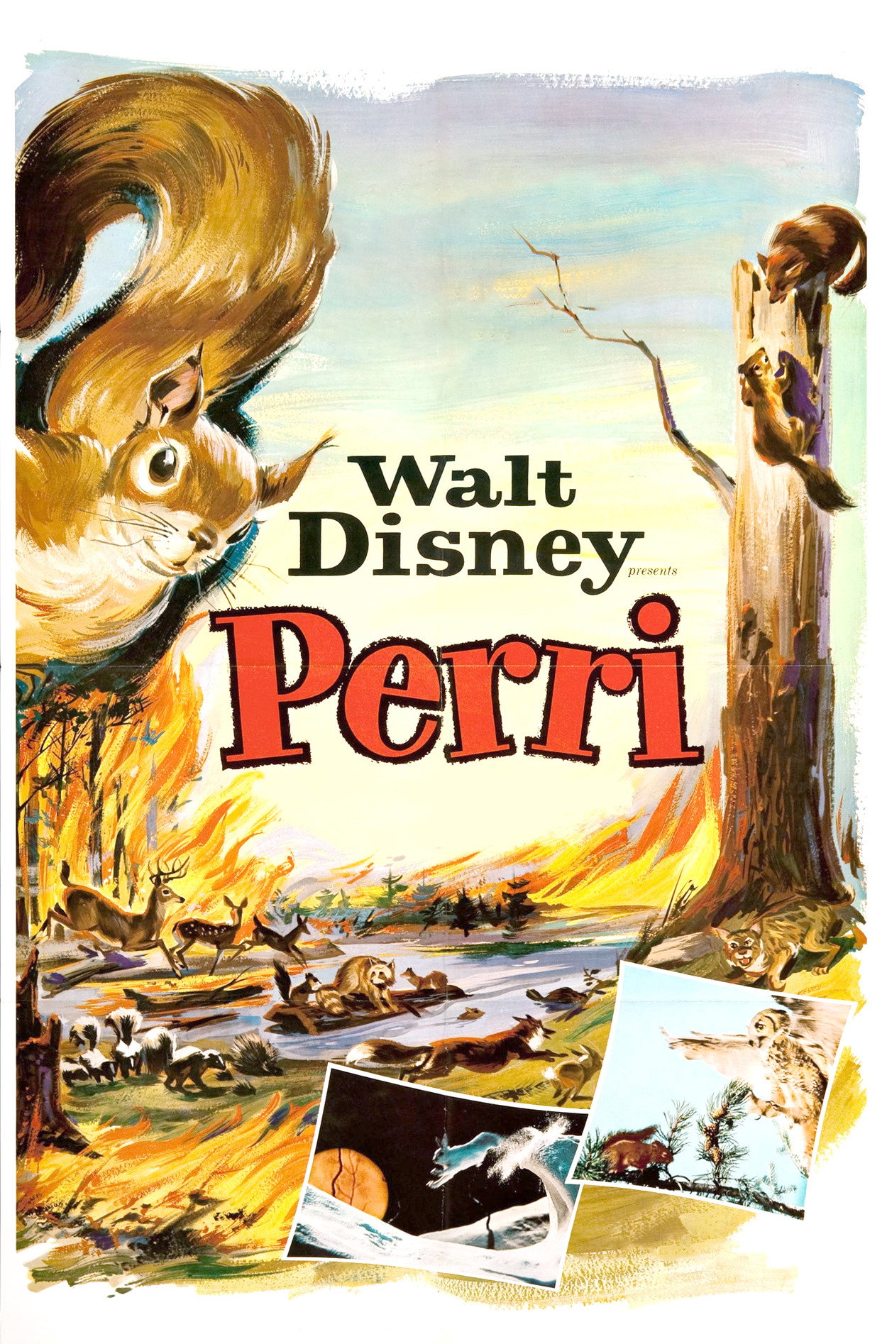 Perri (1957) poster