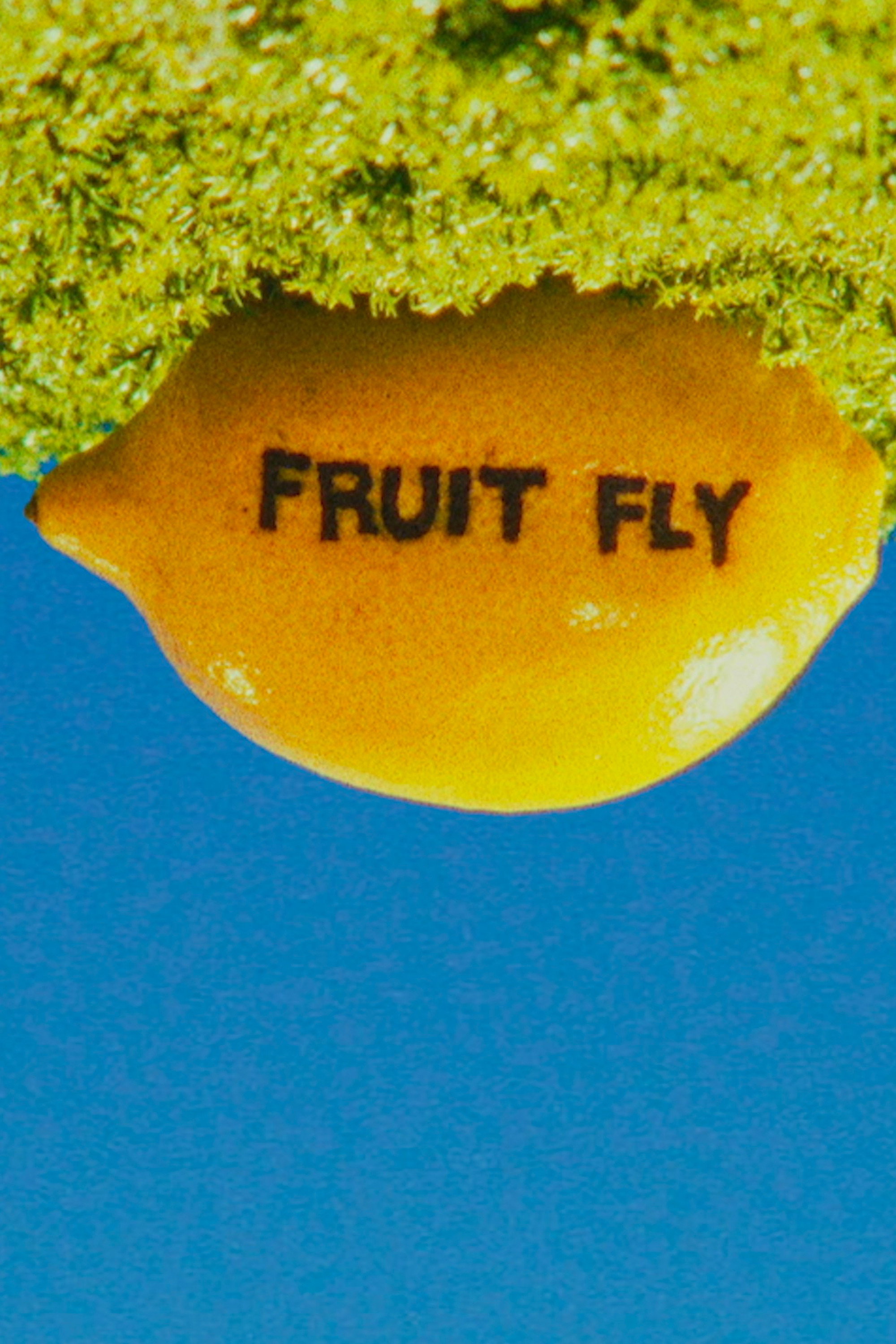 Fruit Fly (2025) poster