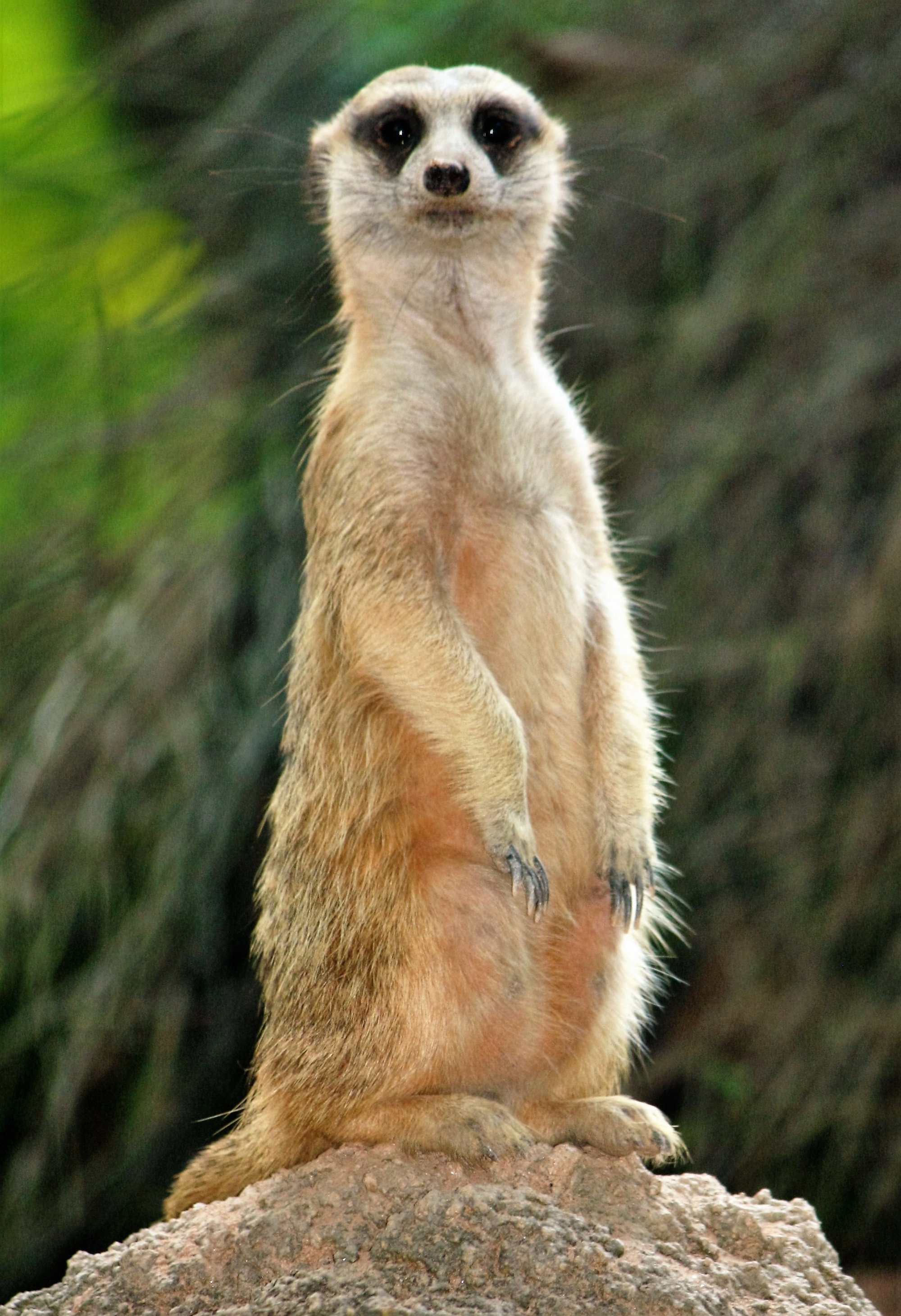 Abenteuer Namibia (2020) poster