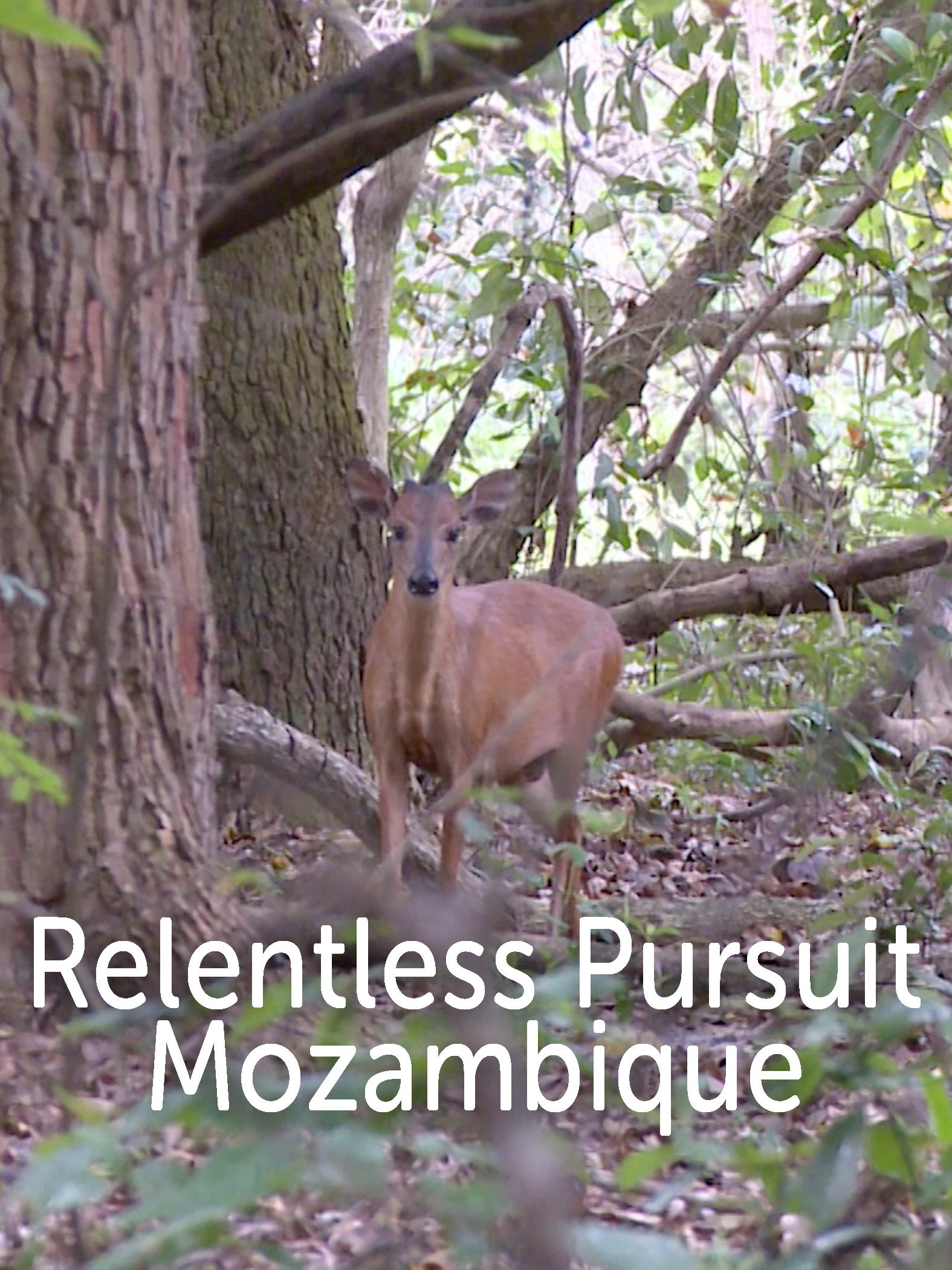 Mozambique (2016) poster