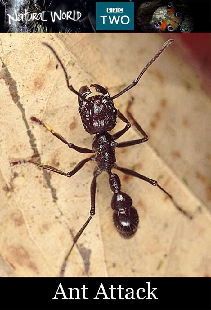 Ant Attack (2006) poster