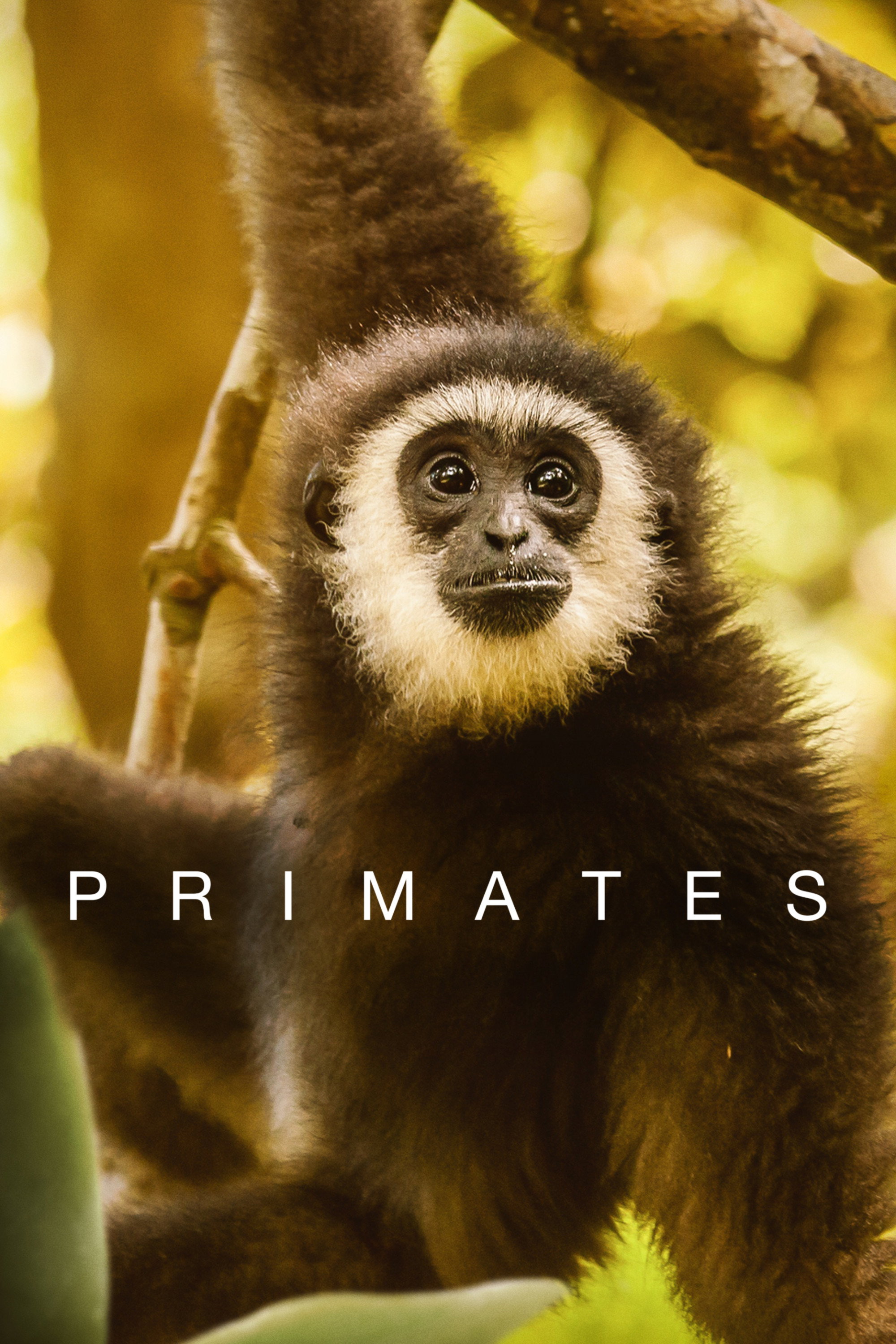 Primates (2020) poster