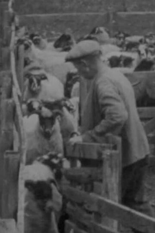 Blackfaced Sheep (1946) poster