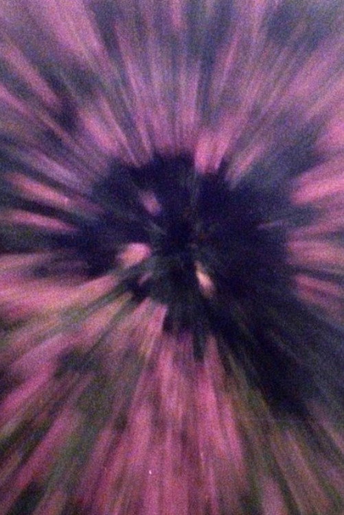 K (in the manner of a camellia) (2026) poster