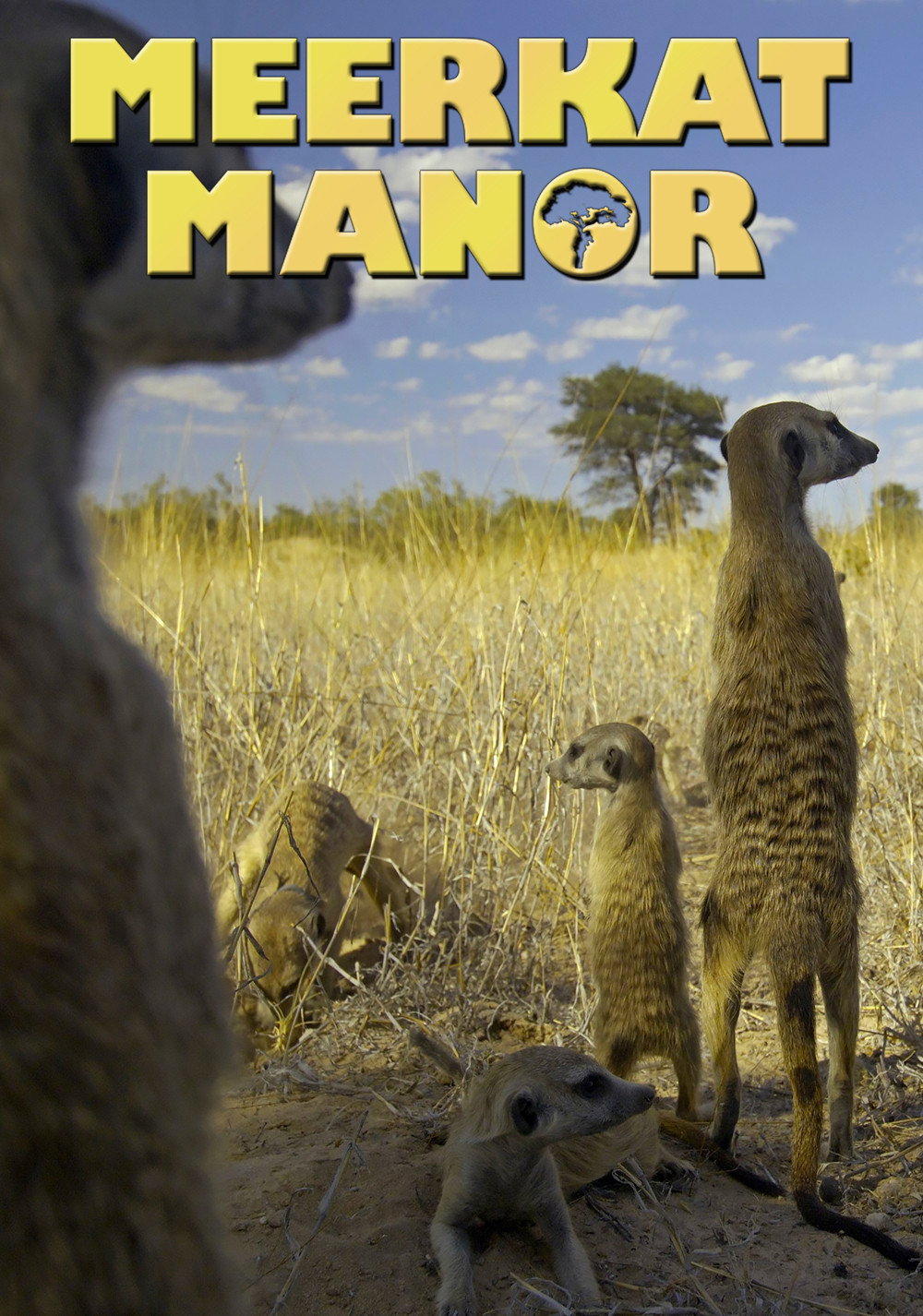 Meerkat Manor (2005) poster