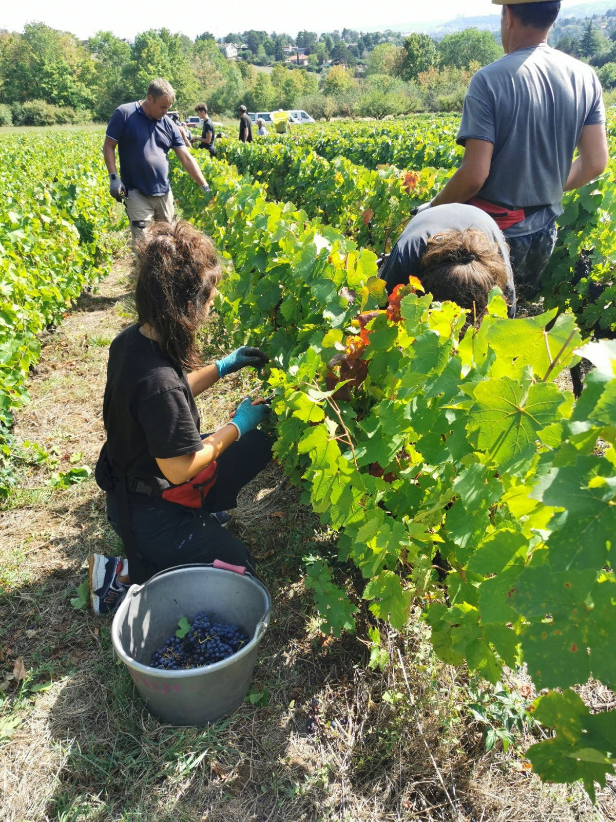 Chemins de vigne (2026) poster