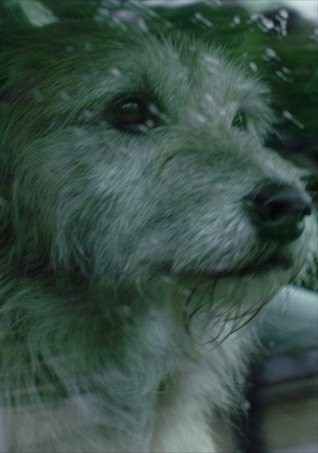 Doggone (2015) poster
