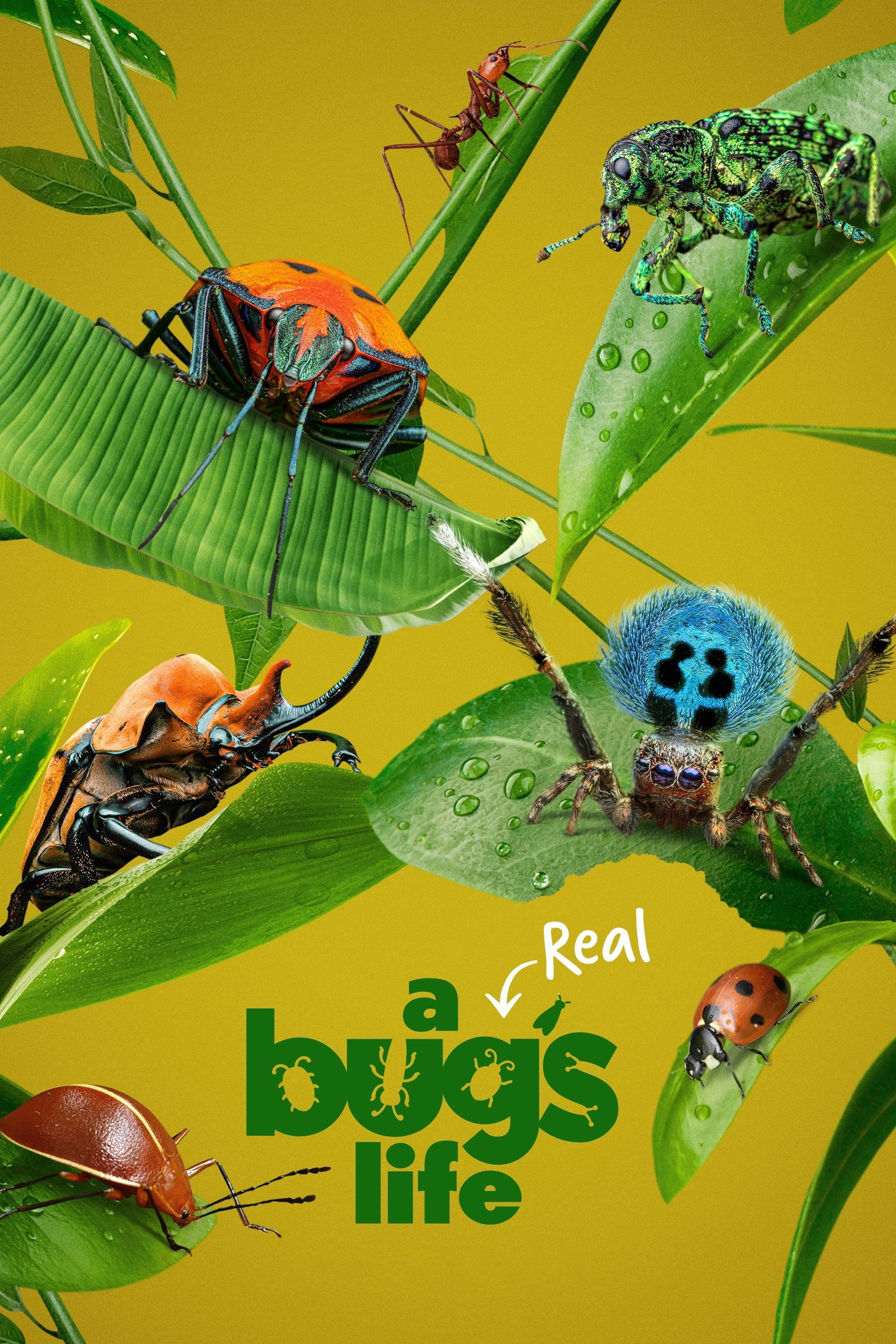 A Real Bug's Life (2024) poster