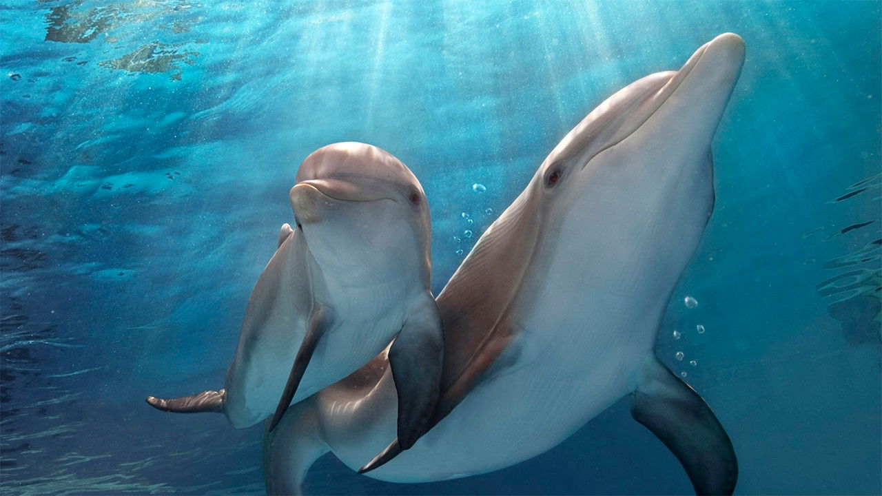 Dolphin Tale Collection background