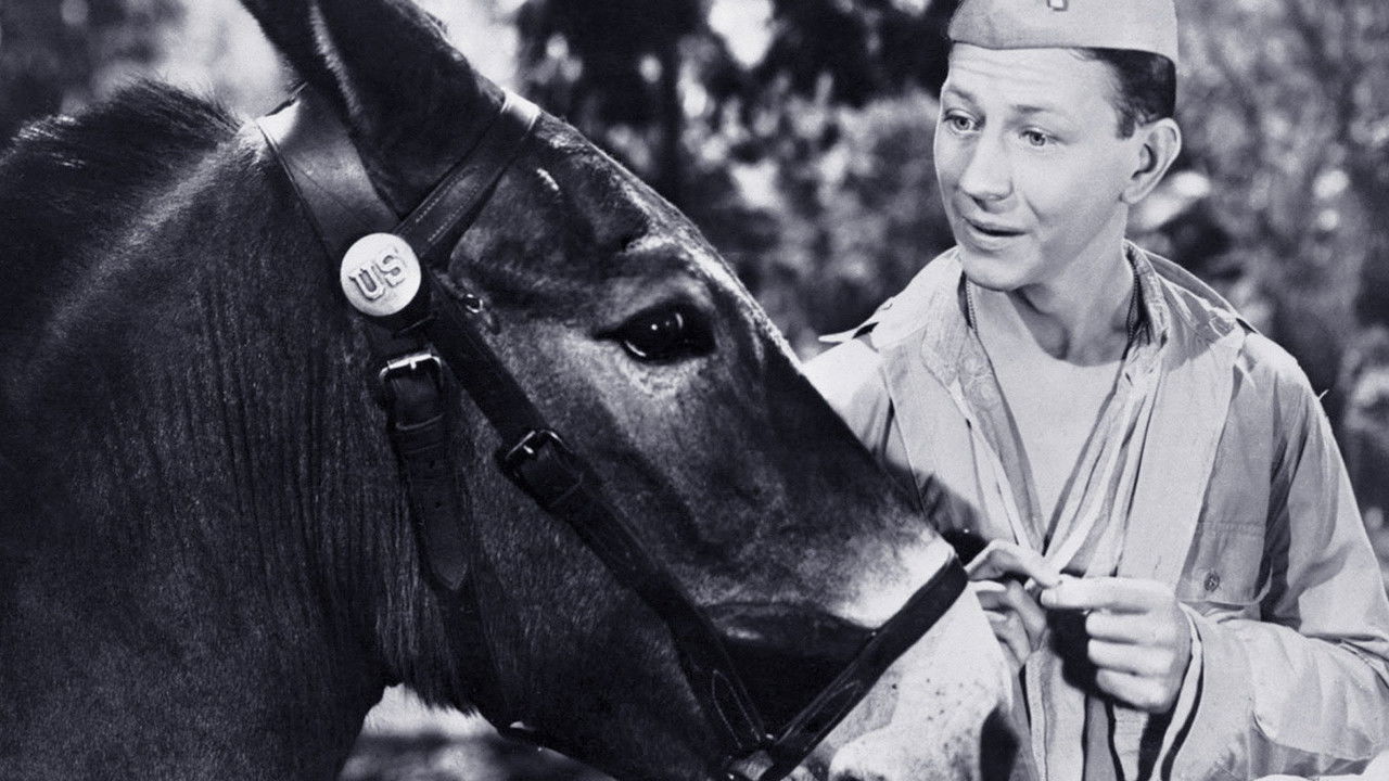 Francis the Talking Mule Collection background