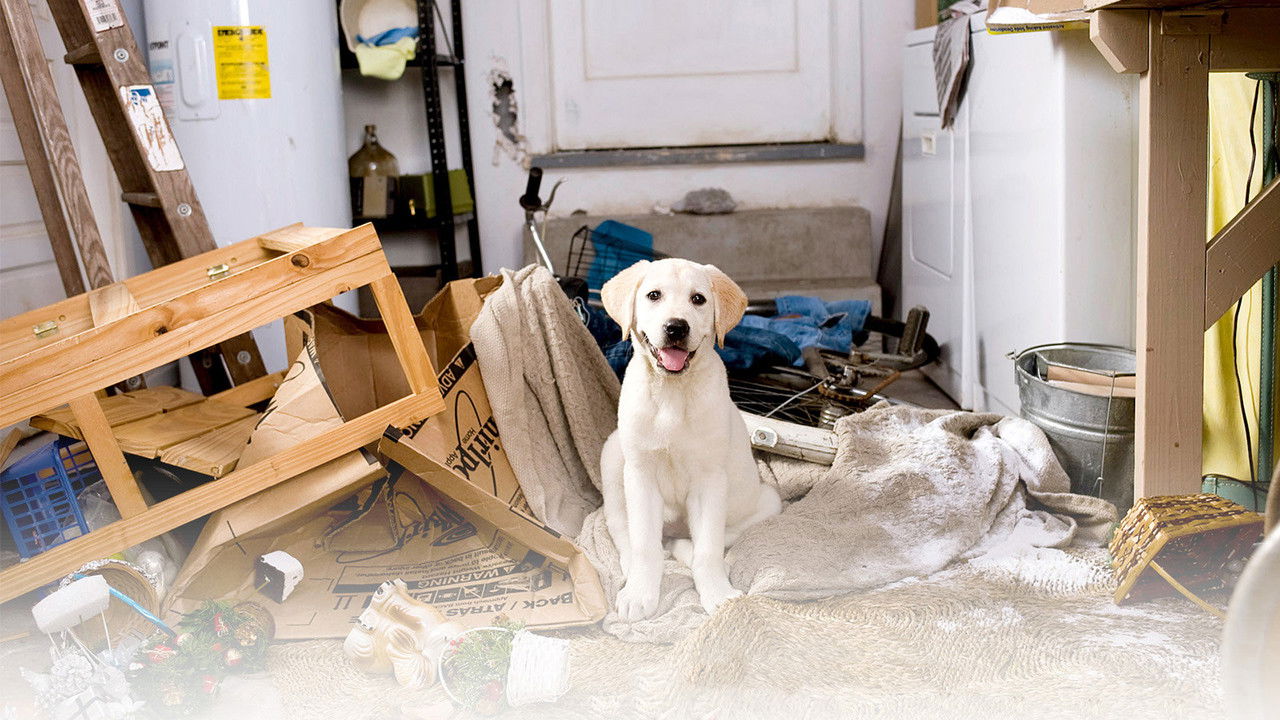 Marley & Me Collection background