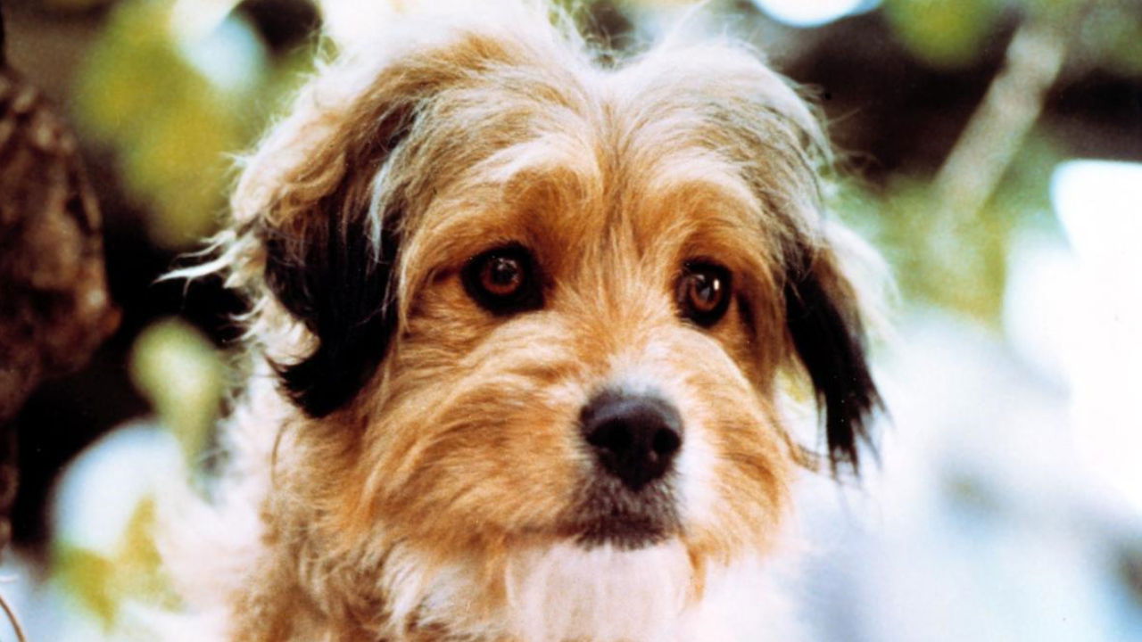 The Benji Collection background