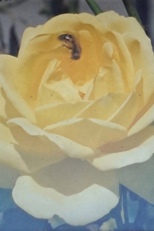 The Full Bloom