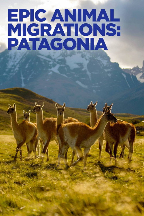 Migrações Animais Épicas: Patagônia - Assistir online em HD