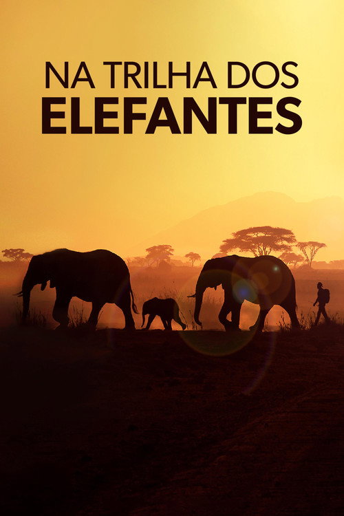 Na Trilha dos Elefantes