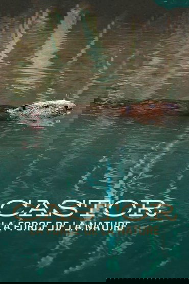 Castor, la force de la nature