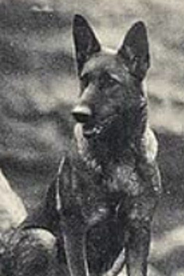 Fearless the Dog