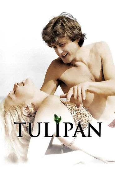 Tulipan