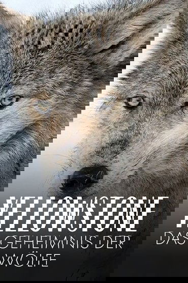 Yellowstone: The Mystery of the Wolves
