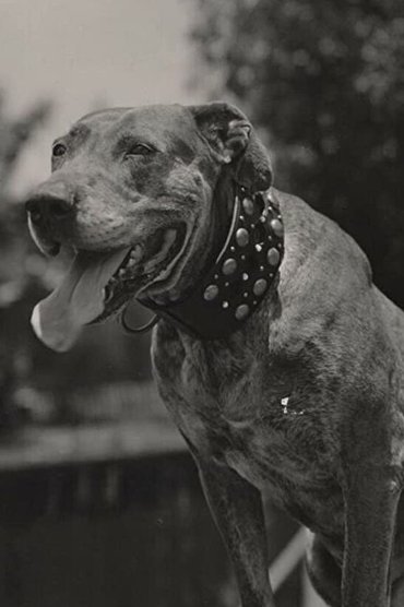 Teddy the Dog