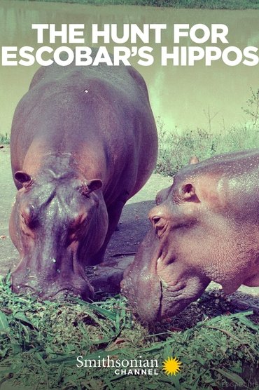 The Hunt for Escobar's Hippos