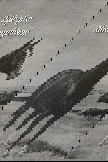 Life of a Thoroughbred