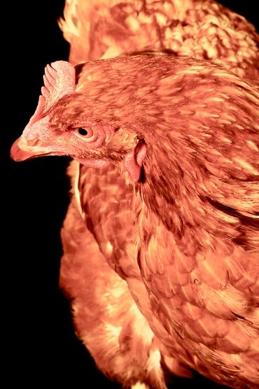 The Chicken