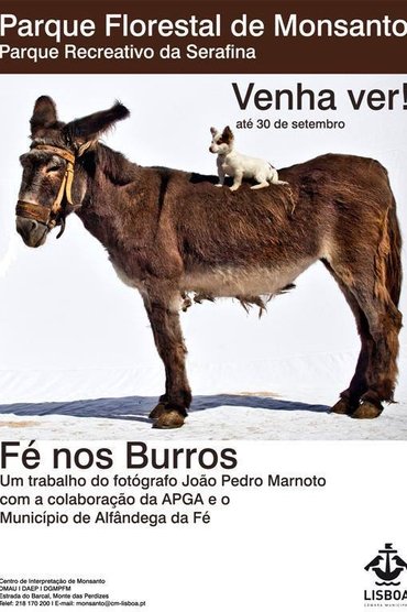 Fé nos Burros