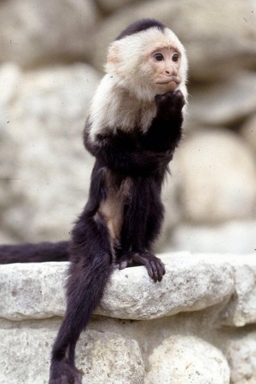 Binx the Monkey