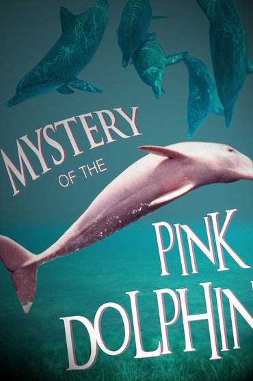 The Mystery of the Pink Dolphin